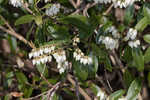 Mountain fetterbush